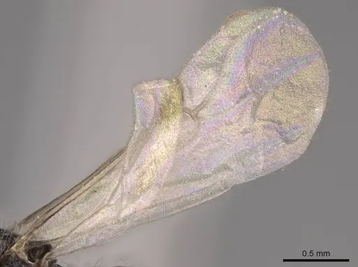 Monomorium ergatogyna - CASENT0770604