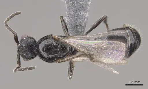 Monomorium ergatogyna - CASENT0770668