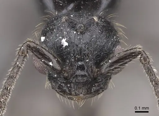 Monomorium ergatogyna - CASENT0770668