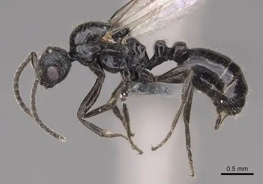 Monomorium ergatogyna - CASENT0770668