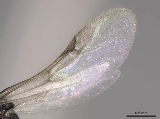 Monomorium ergatogyna - CASENT0770668