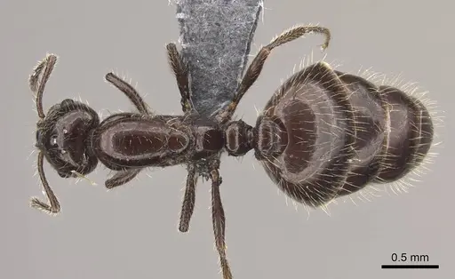 Monomorium ergatogyna - CASENT0770740