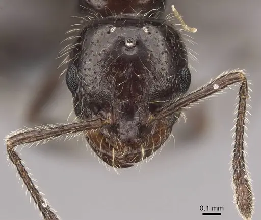 Monomorium ergatogyna - CASENT0770740