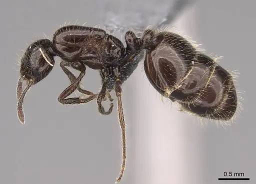 Monomorium ergatogyna - CASENT0770740