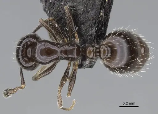 Monomorium ergatogyna - CASENT0799219