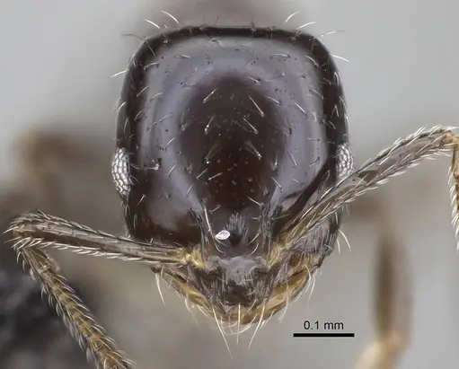 Monomorium ergatogyna - CASENT0799219