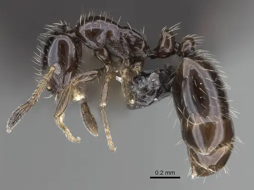 Monomorium ergatogyna - CASENT0799219