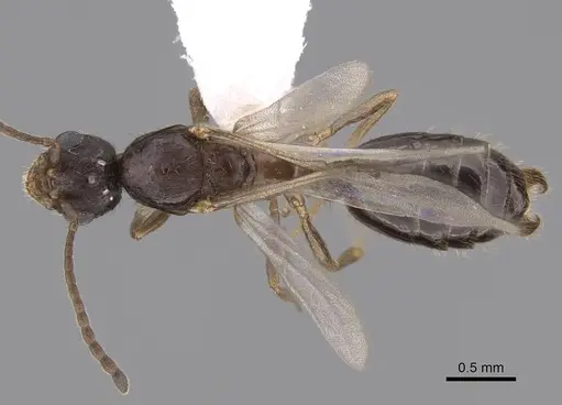 Monomorium ergatogyna - CASENT0844155