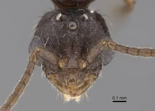 Monomorium ergatogyna - CASENT0844155
