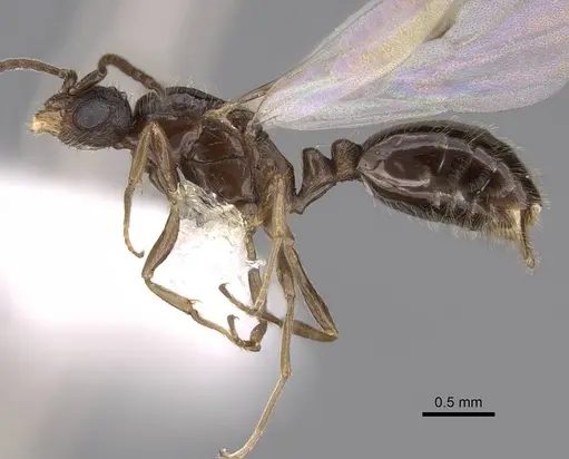 Monomorium ergatogyna - CASENT0844155