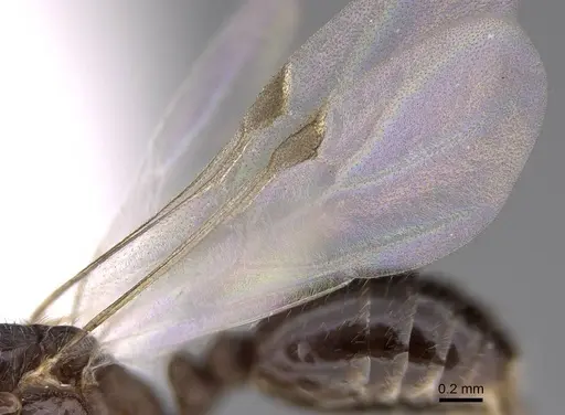 Monomorium ergatogyna - CASENT0844155