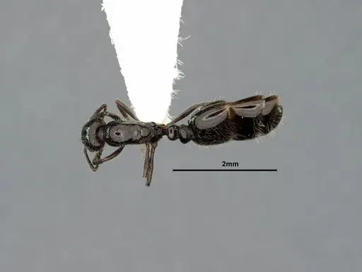 Monomorium ergatogyna - CASENT0883335
