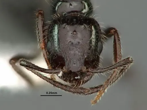 Monomorium ergatogyna - CASENT0883335