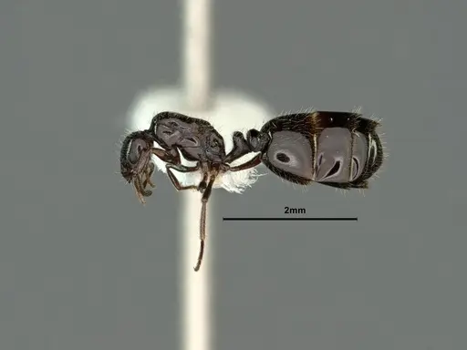Monomorium ergatogyna - CASENT0883335