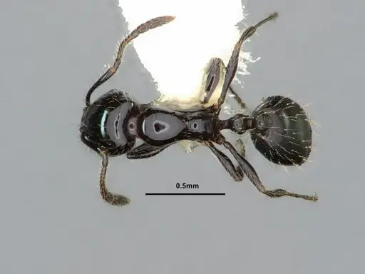 Monomorium ergatogyna - CASENT0883411