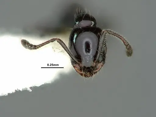 Monomorium ergatogyna - CASENT0883411