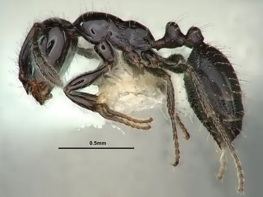 Monomorium ergatogyna - CASENT0883411