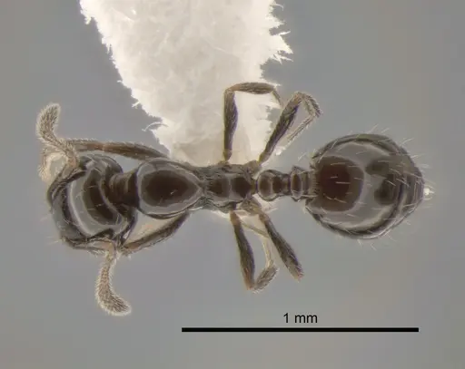 Monomorium ergatogyna - CASENT0886693