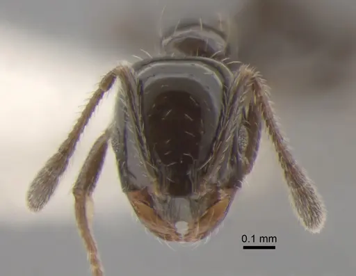 Monomorium ergatogyna - CASENT0886693