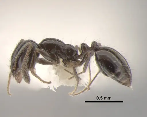 Monomorium ergatogyna - CASENT0886693