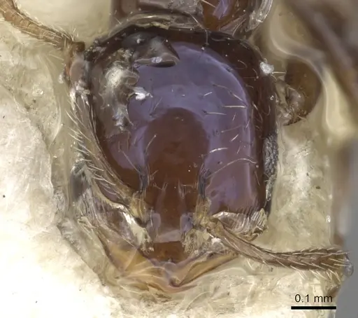 Monomorium ergatogyna - CASENT0902284