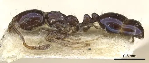 Monomorium ergatogyna - CASENT0902284