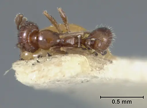Monomorium ergatogyna - USNMENT01129600