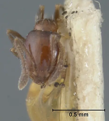 Monomorium ergatogyna - USNMENT01129600
