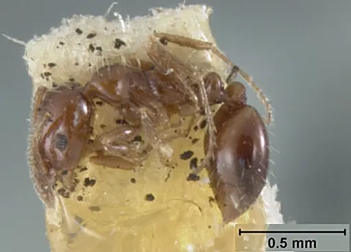 Monomorium ergatogyna - USNMENT01129600