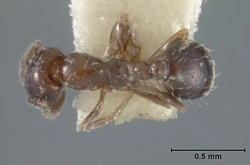 Monomorium ergatogyna - USNMENT01129603