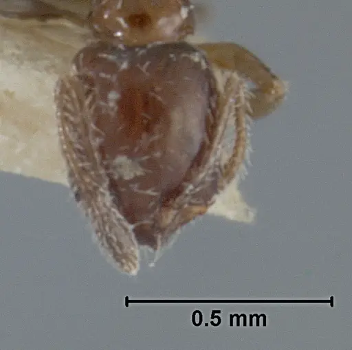 Monomorium ergatogyna - USNMENT01129603