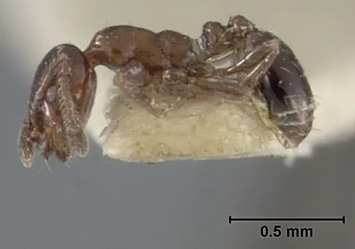 Monomorium ergatogyna - USNMENT01129603