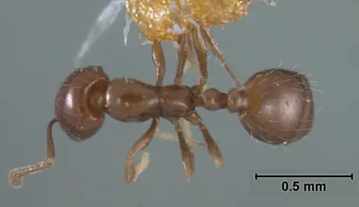 Monomorium ergatogyna - USNMENT01129604