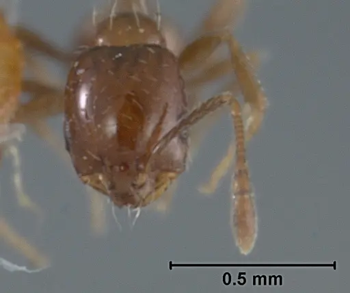 Monomorium ergatogyna - USNMENT01129604