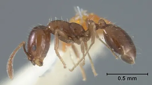 Monomorium ergatogyna - USNMENT01129604