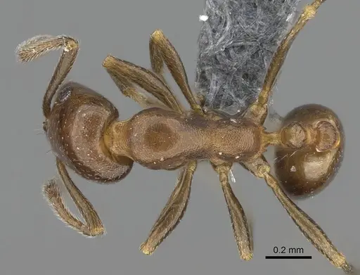 Monomorium esharre specimen