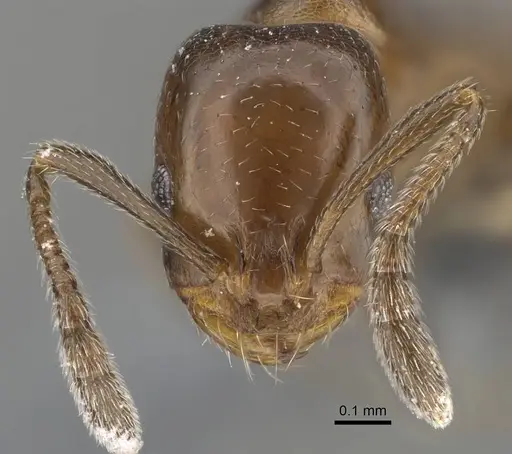 Monomorium esharre specimen