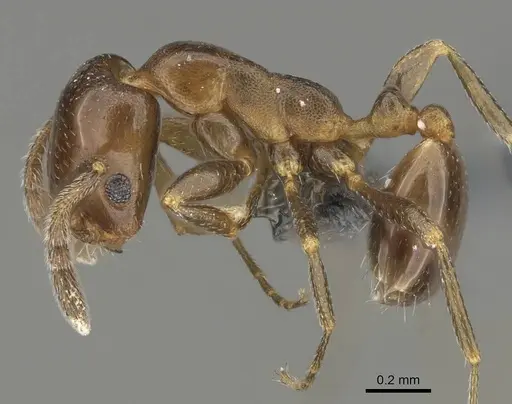 Monomorium esharre specimen