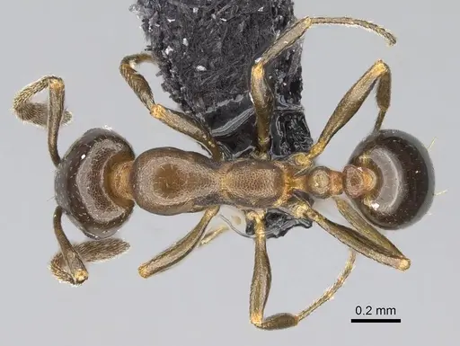 Monomorium esharre - CASENT0822184