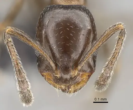Monomorium esharre - CASENT0822184