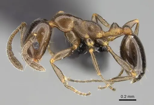Monomorium esharre - CASENT0822184