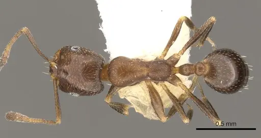 Monomorium esharre - CASENT0902211