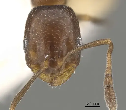 Monomorium esharre - CASENT0902211