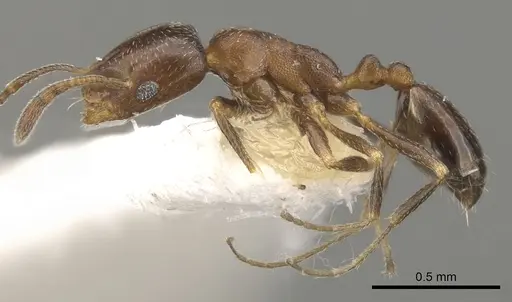 Monomorium esharre - CASENT0902211