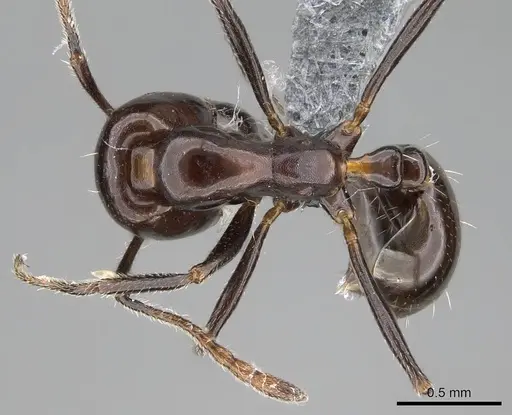 Monomorium excelsior specimen