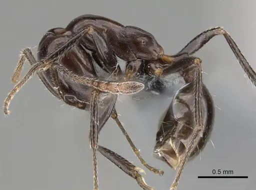 Monomorium excelsior specimen