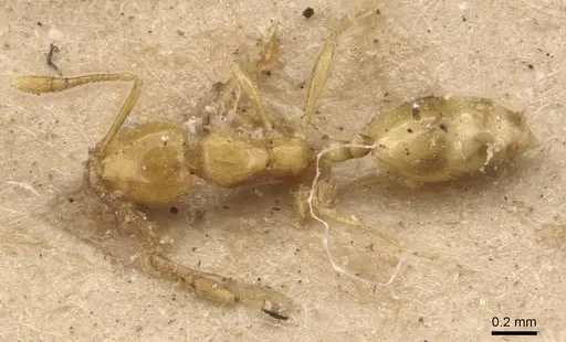 Monomorium excensurae specimen