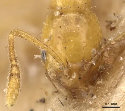 Monomorium excensurae specimen