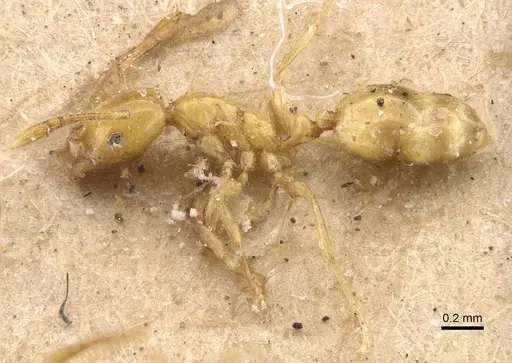 Monomorium excensurae specimen