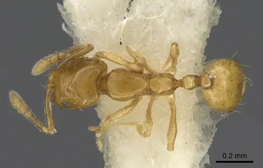 Monomorium exiguum specimen